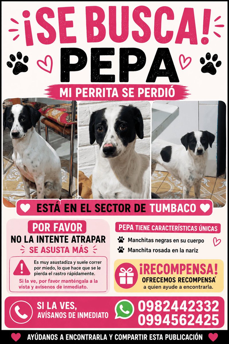 AlertaMePerdi's tweet photo. #PERDIDA #QUITO
Nombre: #Pepa
Fecha: 2026-07-05
Sector: Norte, Cumbayá, barrio San Juan 
Aurora Estrada y Medardo silva
Sexo: Hembra
Raza: Mestiza
Observación: Nariz rosada, tiene una cicatriz en su pata y es muy asustadiza
Contacto: 0982442332
¡Ayúdalo a volver 
 #AlertaMePerdí https://t.co/zD7OhQzPC6