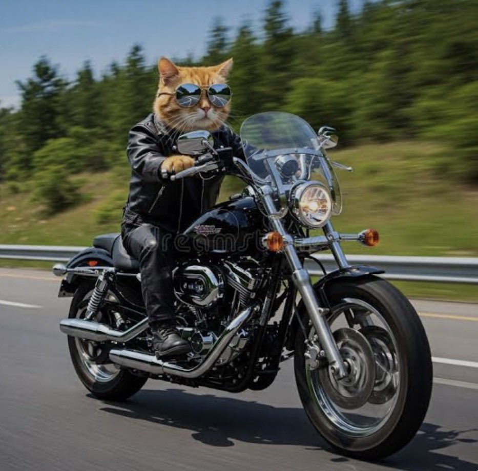 ChefMa32046's tweet photo. Cat took my bike for a ride https://t.co/WykJTx1VL5