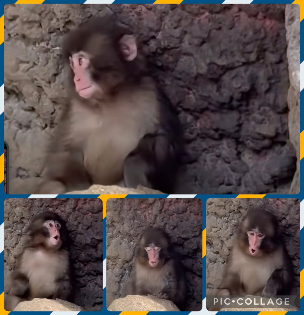 SarahReports7's tweet photo. OMG! Look at our baby Punch singing his little heart out! 🫠😍🎶

He has the voice of an angel... even if it's in baby macaque language. 🥹🎶🐒❤️

He was so excited he couldn't keep still—flip here, jump there, then straight back to singing! 😂🐒✨

He was so tiny and pulled some of the sweetest little faces. The look of pure innocence... and that signature side-eye glance he does? 🥹🥰 It's enough to melt just about anyone's heart. 🤗🫠❤️

Baby Punch really was (and still is) an absolute bundle of joy.
#PunchKun #BabyPunch #JapaneseMacaque #MonkeyMountain #CuteMoments #PrimateLife #ZooLife #AnimalBehaviour #LittleMonkey #HeartMelting #MonkeyLove #Adorable 🐒💕 @ichikawa_zoo