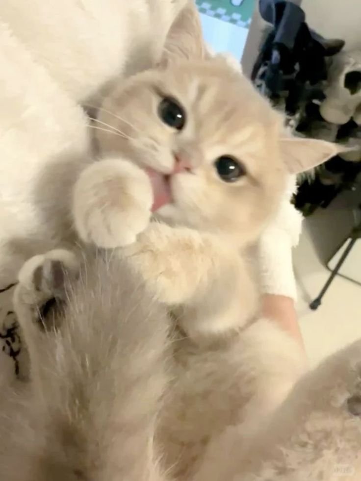 Little kitty tweet media