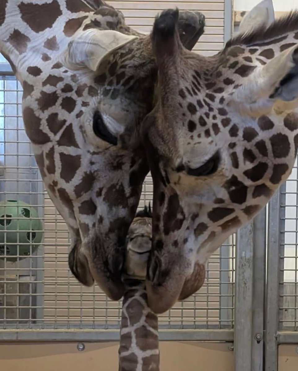 AnimalZoneikum's tweet photo. Proud giraffe parents welcome their new baby to the world.. lovely parents 😘 https://t.co/cPTUqKX8i0