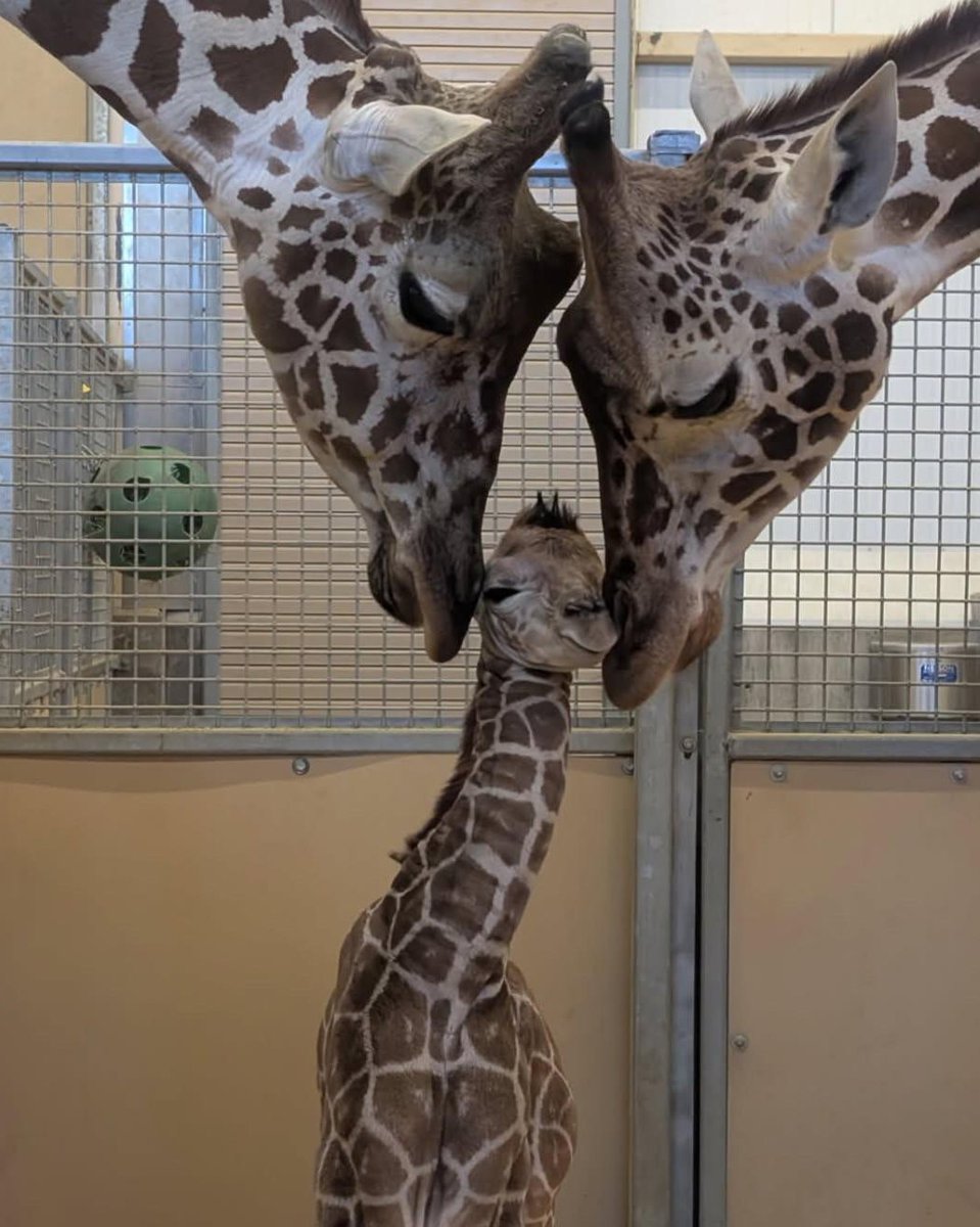 AnimalZoneikum's tweet photo. Proud giraffe parents welcome their new baby to the world.. lovely parents 😘 https://t.co/cPTUqKX8i0