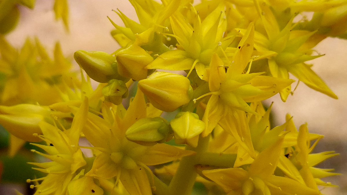 narber_nature's tweet photo. Siempre viva.

Planta suculenta reconocida por sus flores amarillas y su gran capacidad para almacenar agua en hojas y tallos. Esta adaptación le permite sobrevivir en suelos pobres, rocosos y con poca humedad.
#siempreviva #siemprevivas #educacionambiental #fotografiaurbana https://t.co/tukdUH0fbq