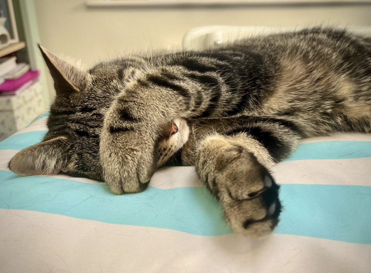 Malcolm_theCat's tweet photo. Excuse me! It’s Percy here. Mum has taken my IPad away because I’ve been on it too long watching Cat TV. She says we have to reduce my screen time. I’m sulking. If I sulk long enough, I think she might give it back… https://t.co/5unKcec6PA