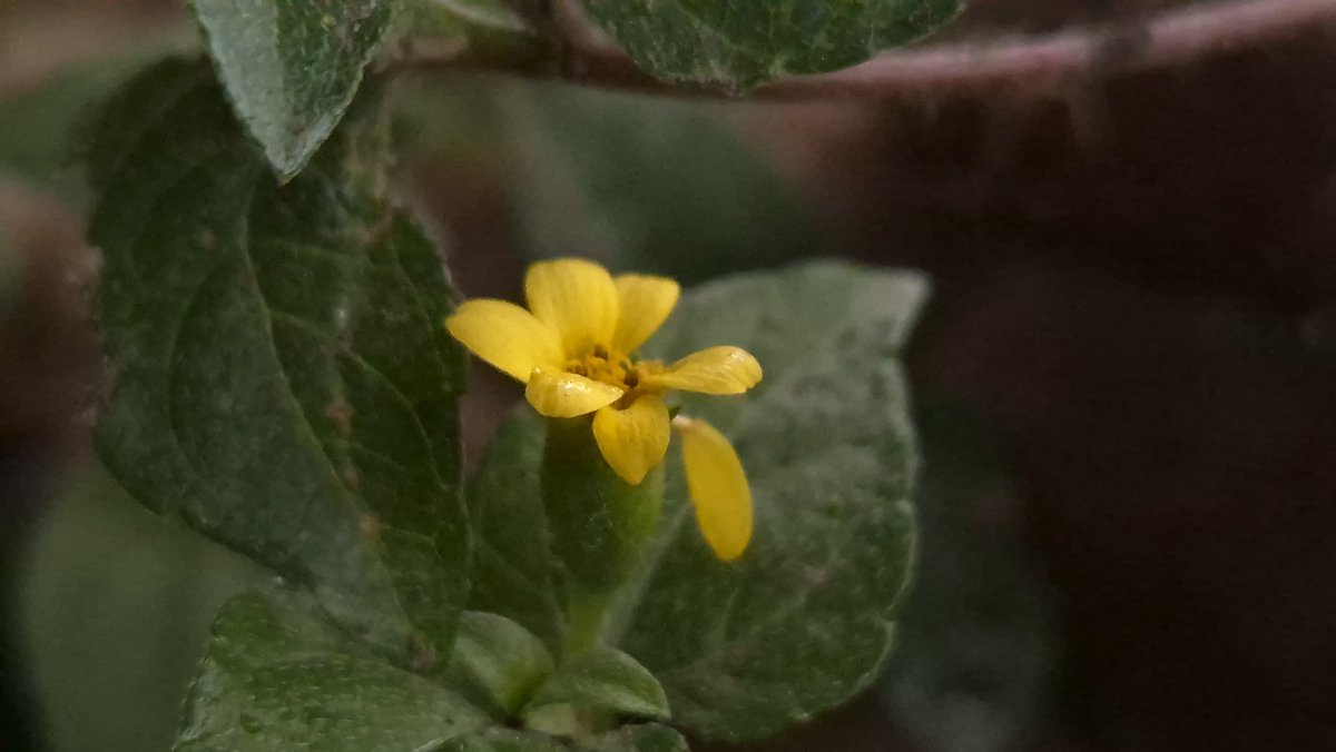 narber_nature's tweet photo. Garañona
Común en zonas húmedas, orillas de caminos y espacios perturbados.
Su rápido crecimiento la convierte en una especie clave para la cobertura del suelo, permitiendo reducir la erosión.
#plantassilvestres #macrofotografia #naturaleza🍃 #fotografiadeflores #fotografiaurbana https://t.co/Hro3Bg52oP