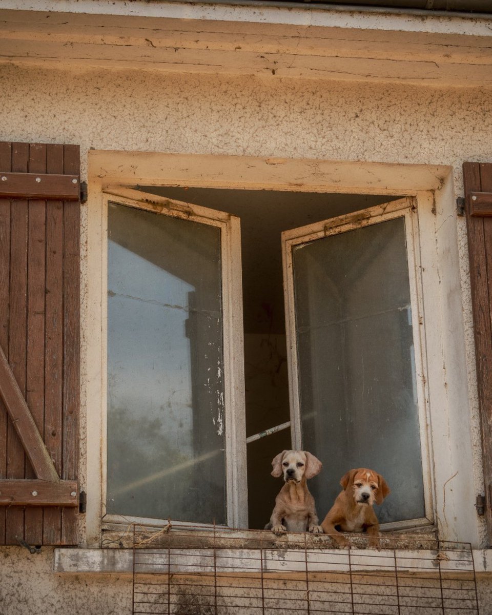 SPA_Officiel's tweet photo. Il y a quelques jours, la SPA est intervenue à la demande de la sénatrice de l’Indre, Nadine Bellurot, et de Madame la Maire de La Vernelle pour sauver plus de 70 chiens.​

Face à cette situation, le propriétaire, dépassé par les événements, a accepté un dessaisissement volontaire de ses animaux, permettant leur prise en charge dans les meilleures conditions possibles. La SPA a pu les accueillir dans ses refuges.​

Un long chemin commence désormais. Nos équipes se sont pleinement mobilisées pour venir en aide à ces animaux, alors même que nos refuges font face à une situation particulièrement compliquée au début de l’été. Les chiens sont actuellement soignés et pourront être proposés à l’adoption une fois rétablis.​

La SPA tient à saluer l’étroite coopération entre les autorités, la sénatrice et Madame la Maire, sans laquelle cette opération n’aurait pas été possible.