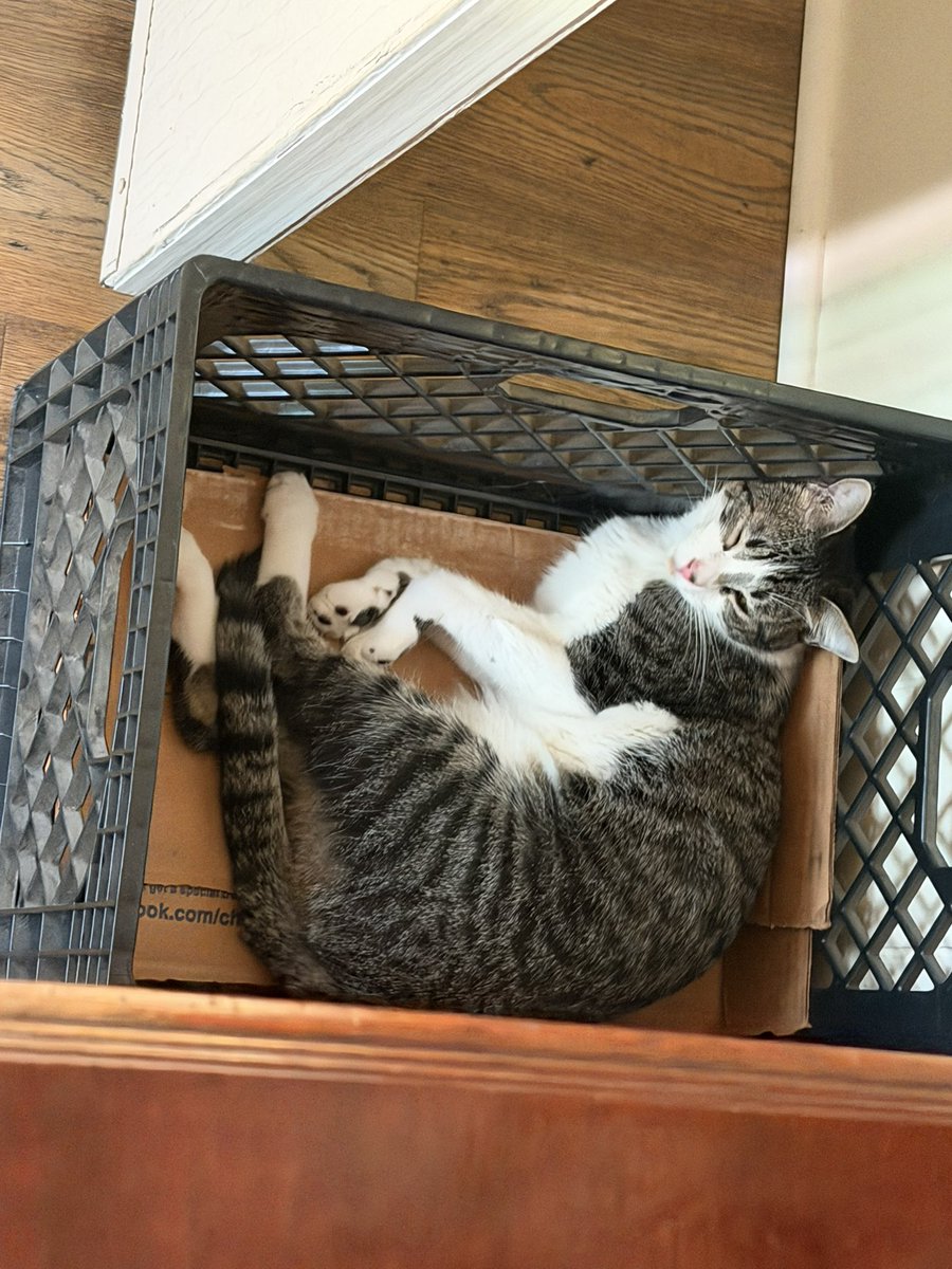 ballothecat's tweet photo. Dad cleaned out his work box this morning, and I claimed it! #CatInABox https://t.co/7CEFFpdwm3