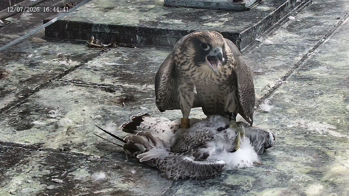 rabanne87's tweet photo. @ove_andsn 📷Faucons de l'U de M , Montréal 12 July 2026 🇨🇦
Edna and her first Gull  as big as she is.
Ziva  not far. https://t.co/jUrXghz6Jb