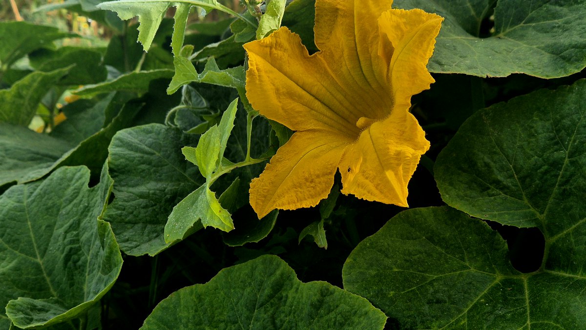 narber_nature's tweet photo. Flor de chilacayote.
(Cucurbita ficifolia).
El chilacayote es originario de Mesoamérica y ha sido cultivado desde tiempos prehispánicos.
#plantassilvestres #biodiversidadmexicana #naturaleza🍃 #floramexicana #fotografiadeflores #fotografiadeflor #fotografiaurbana #biodiversidad https://t.co/wLFe2NmFiU