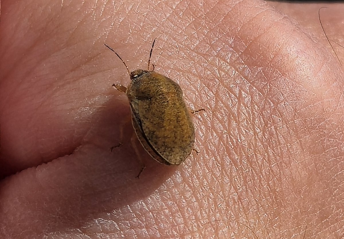 narber_nature's tweet photo. Escarabajo tortuga
Este escarabajo se caracteriza por su capacidad de abombamiento, sirbiendole como un escudo protector.
Muchos escarabajos tortuga pueden cambiar de color dependiendo de su estado de ánimo.
 #insectos #fotografiaurbana #biodiversidad #macrofotografia https://t.co/cvdU5kQq3G