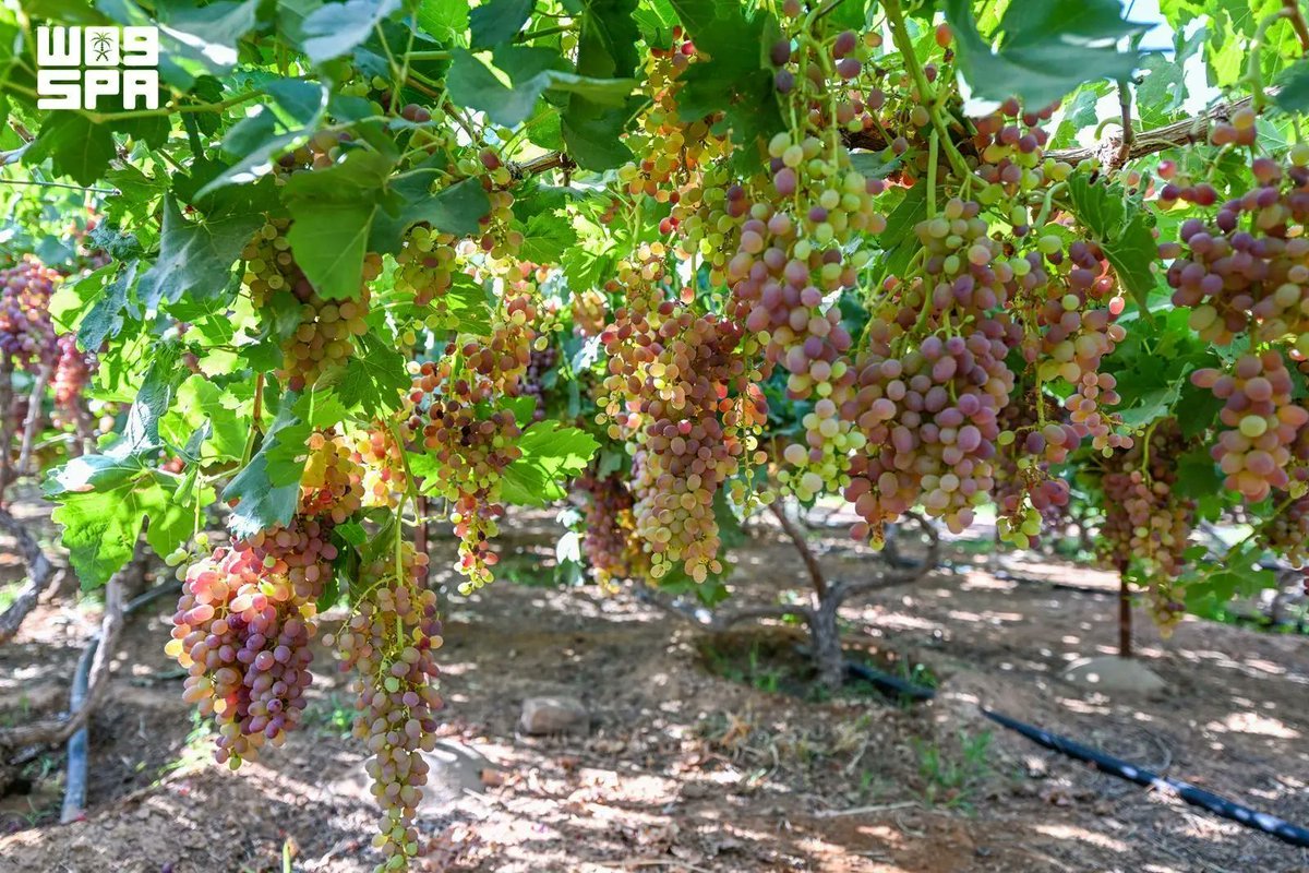 Spa_Eng's tweet photo. Grape Production Drives Hail Region's Agricultural Growth.
https://t.co/f9v2xwKLw0
#SPAGOV https://t.co/iK11wqSVPu