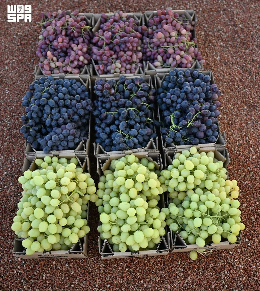 Spa_Eng's tweet photo. Grape Production Drives Hail Region's Agricultural Growth.
https://t.co/f9v2xwKLw0
#SPAGOV https://t.co/iK11wqSVPu