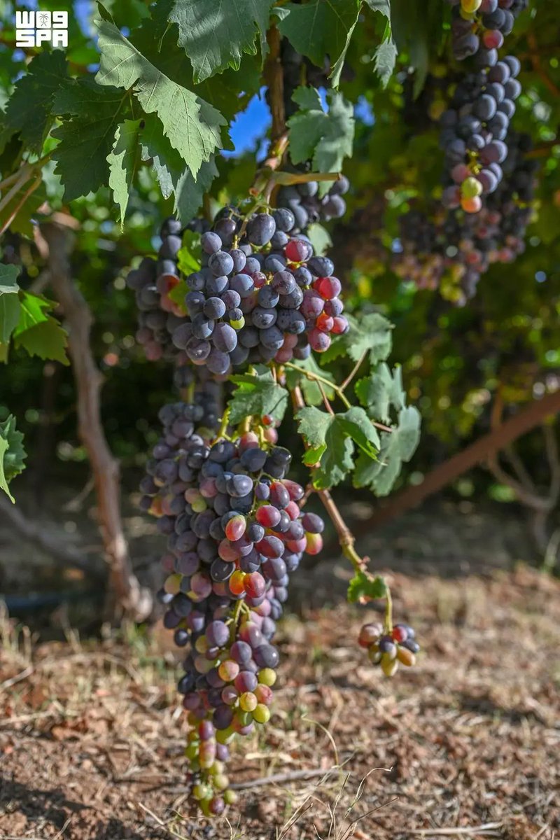 Spa_Eng's tweet photo. Grape Production Drives Hail Region's Agricultural Growth.
https://t.co/f9v2xwKLw0
#SPAGOV https://t.co/iK11wqSVPu