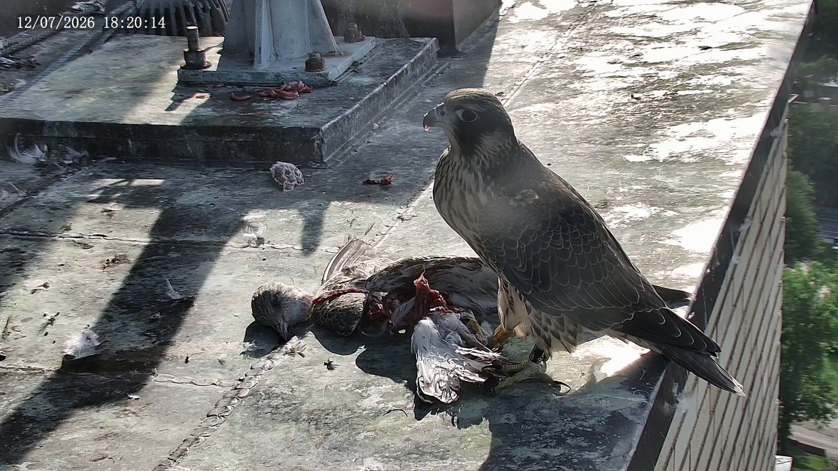 rabanne87's tweet photo. @ove_andsn 📷Faucons de l'U de M , Montréal 12 July 2026 🇨🇦
Edna and her first Gull  as big as she is.
Ziva  not far. https://t.co/jUrXghz6Jb