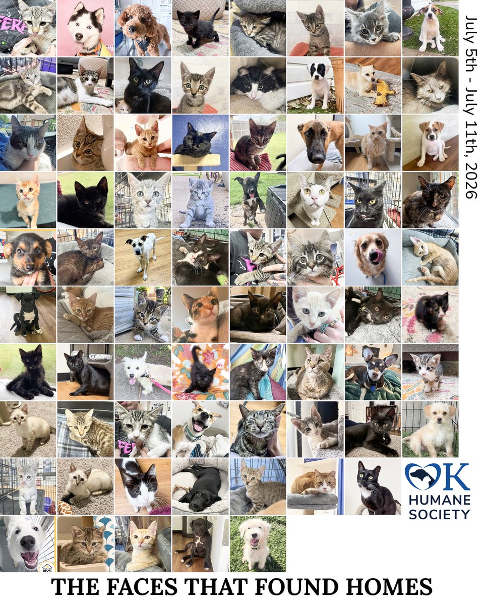 okhumane's tweet photo. We did 86 adoptions last week! 🎉🐾
Congratulations to all of these sweet faces and the families who welcomed a new friend home. Thank you for choosing adoption and giving these pets the love they deserve. 🥰❤️
Some pets not present for picture day. https://t.co/ojCiHDXvC5
