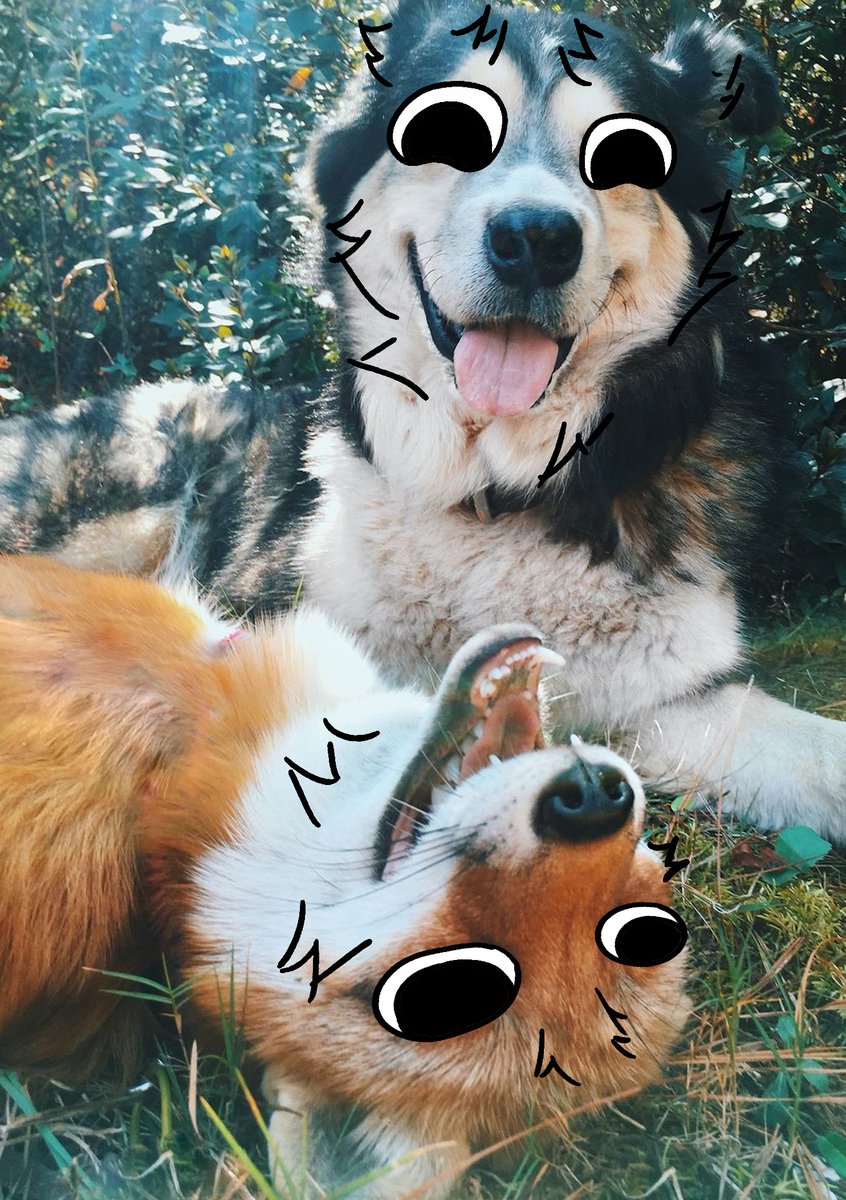 thecatidk's tweet photo. This two #dog #fox #animal #art https://t.co/MYBrsGWBDa