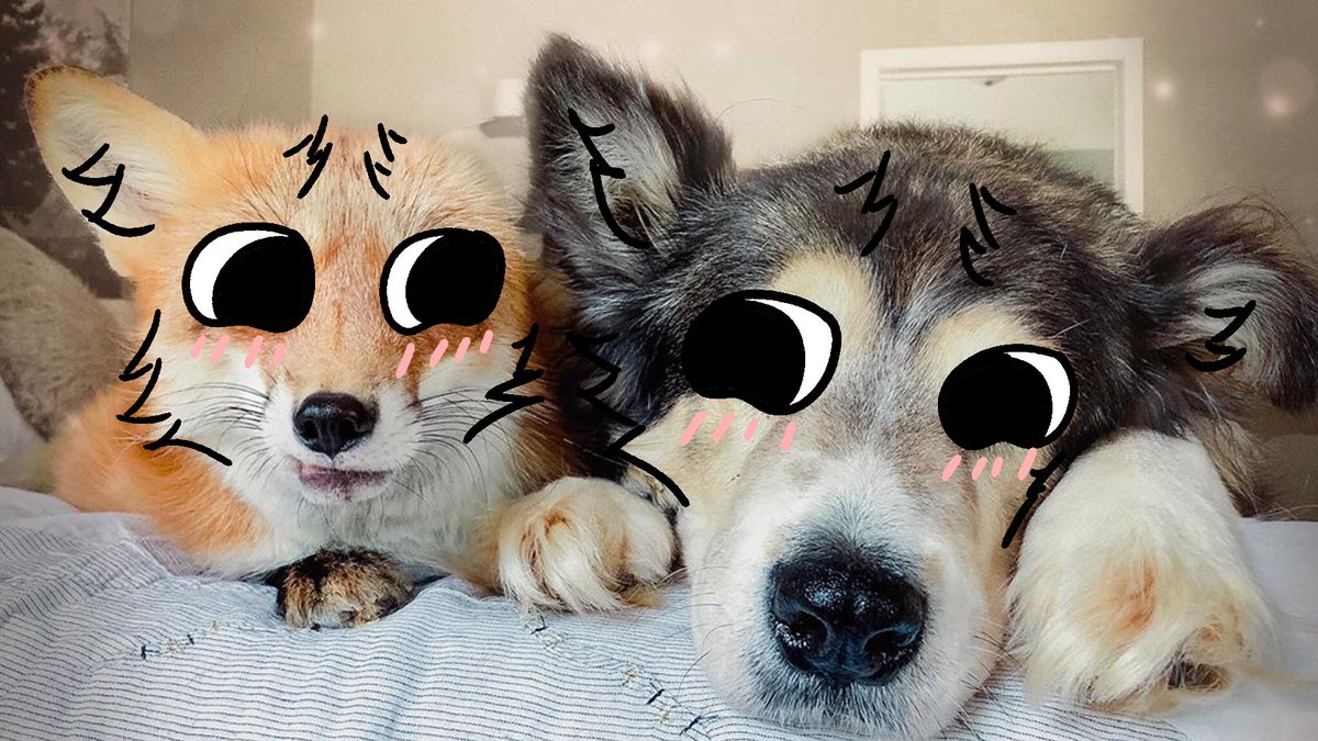 thecatidk's tweet photo. This two looking #fox #dog #animal #art https://t.co/mJrPy9GAMP