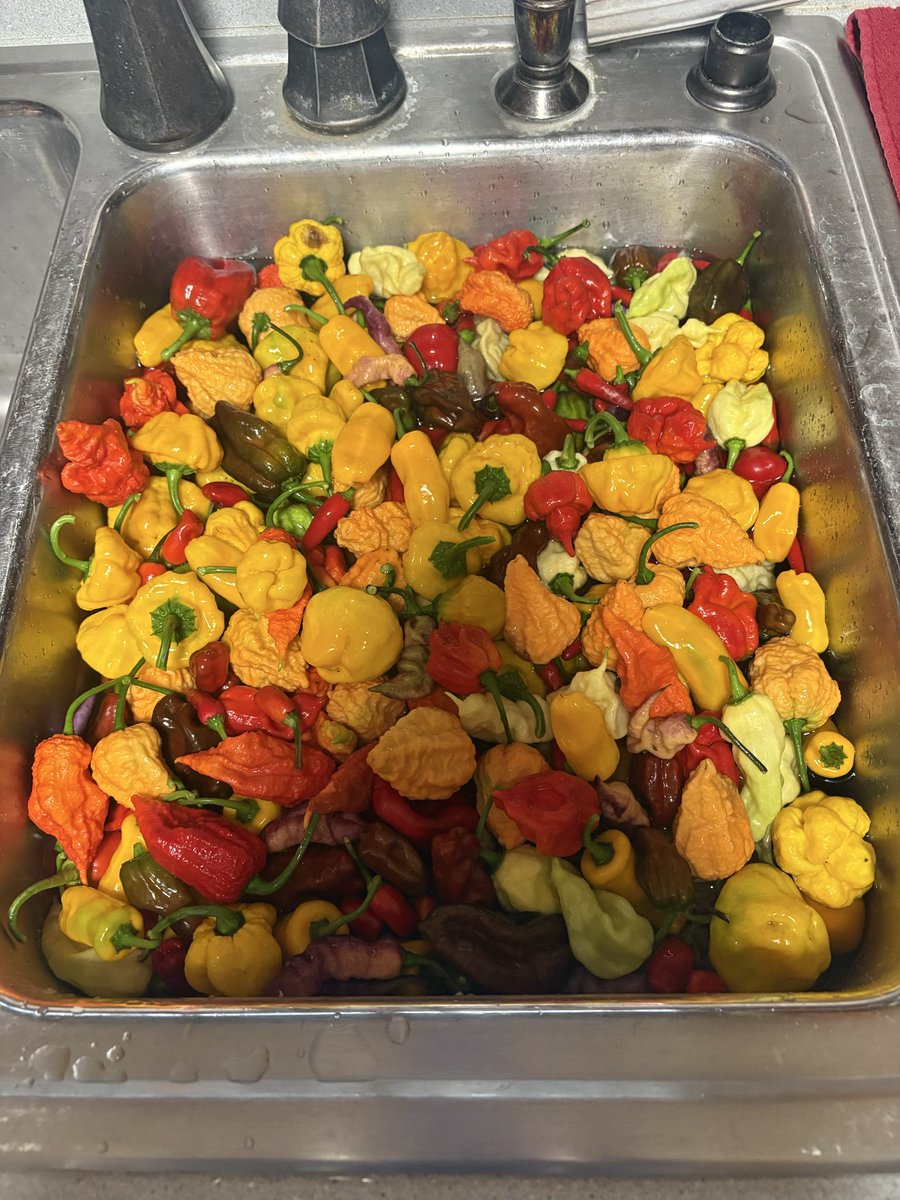 Dragon Springs Farm tweet media
