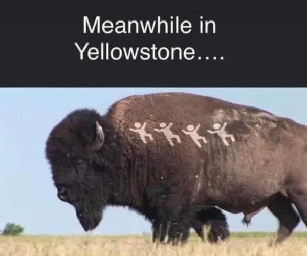 BuffaloRon’s 89,000‑Like Bison Meme Dominates X — related image 3 BuffaloRon’s 89,000‑Like Bison Meme Dominates X — related image 3