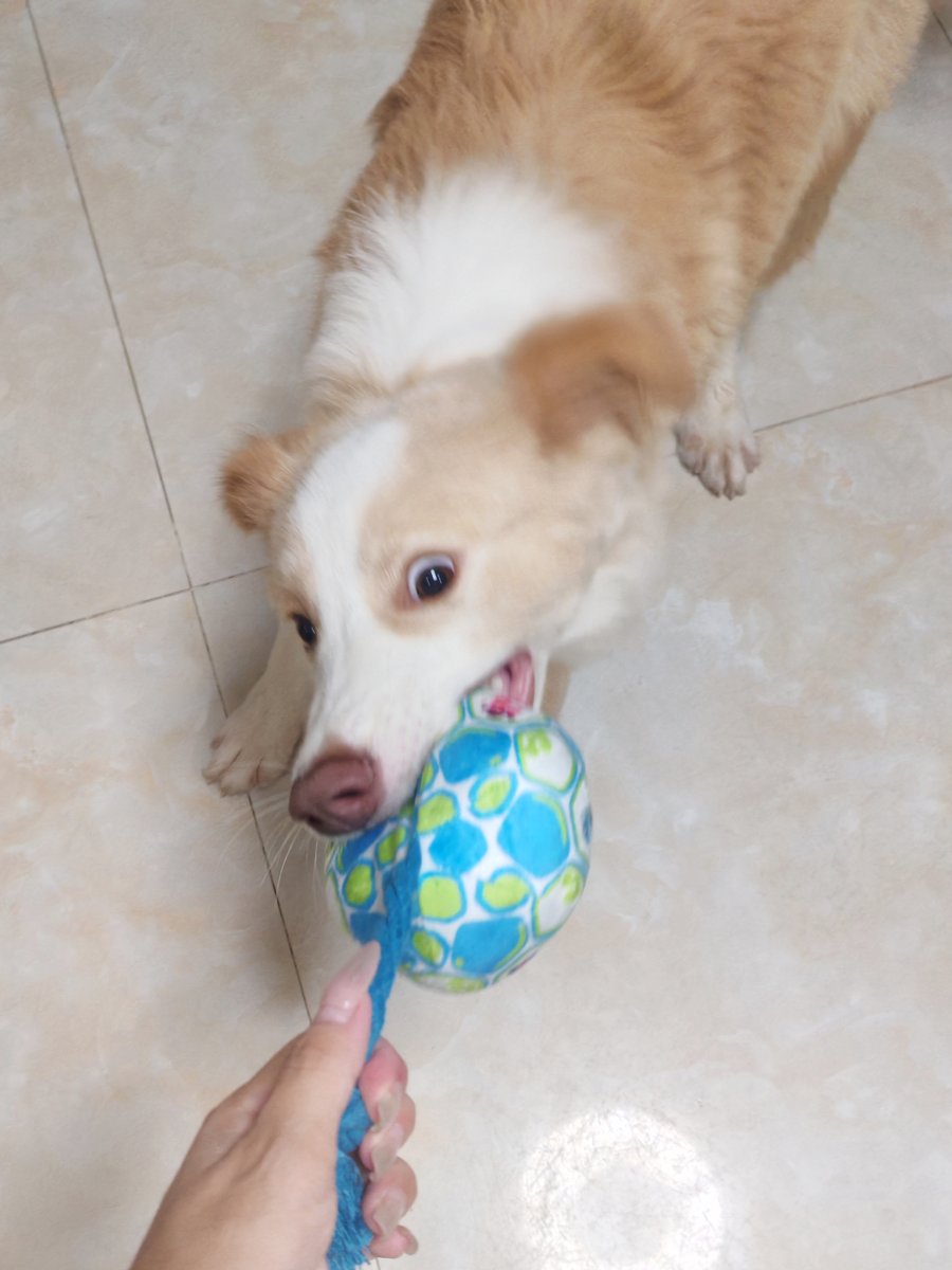 Awpland2024's tweet photo. Tug, Pull, Repeat! A Border Collie's Favorite Game
Tap to discover why every dog is obsessed with this ball toy 👉 https://t.co/uEjzVNbLg3
#BorderCollie #DogLover #DogLife #TugOfWar #DogToy https://t.co/73Q9tDjumE