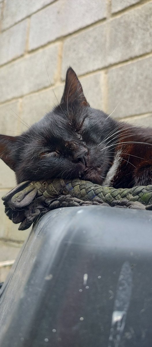 RosaneFarkas's tweet photo. Cada dia d tratamento é uma nova batalha. No PIX ou Vakinha, estará me ajudando a dar à Pretinha a chance d continuar lutando. Se não puder doar, compartilhar tmb faz toda diferença. Obrigada por não nos deixar sozinhas. ❤️🐾
🐮  https://t.co/kzrIuwWHm3
🔑 PIX roorfa@hotmail.com https://t.co/PolFq32W5g