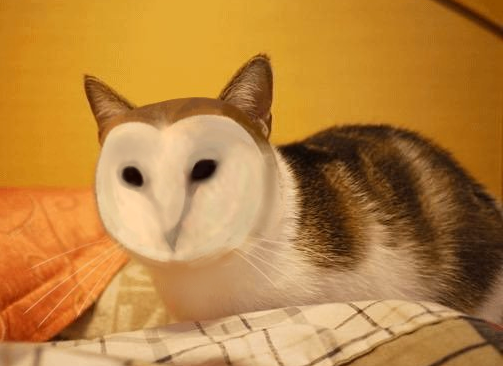 meowl_cto's tweet photo. What is this odd unfamiliar creature?? https://t.co/KIjeDep5nn