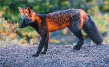 GustavoAdolf_'s tweet photo. A los señores cazadores que cazan por el único placer de matar para alimentar su patético y decadente ego, les presento al zorro de fuego. No es un pokemon. Es un ser vivo. El zorro de fuego es una extraña variante del zorro rojo con una alteración de la melanina que le otorga ese aspecto de pelaje intenso y brillante, similar a una llama🔥. A pesar de su rareza, se han reportado avistamientos en diversos lugares del mundo, incluidos el Reino Unido🇬🇧, Estados Unidos🇺🇸, Canadá🇨🇦, Noruega 🇳🇴y Japón🇯🇵.
#BanFoxHunting
#StopCaza
#StopCazaZorro