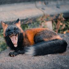 GustavoAdolf_'s tweet photo. A los señores cazadores que cazan por el único placer de matar para alimentar su patético y decadente ego, les presento al zorro de fuego. No es un pokemon. Es un ser vivo. El zorro de fuego es una extraña variante del zorro rojo con una alteración de la melanina que le otorga ese aspecto de pelaje intenso y brillante, similar a una llama🔥. A pesar de su rareza, se han reportado avistamientos en diversos lugares del mundo, incluidos el Reino Unido🇬🇧, Estados Unidos🇺🇸, Canadá🇨🇦, Noruega 🇳🇴y Japón🇯🇵.
#BanFoxHunting
#StopCaza
#StopCazaZorro