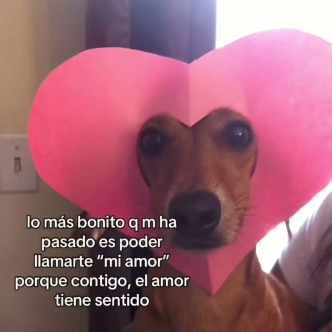 MundoDeBigotes's tweet photo. https://t.co/f0Fee2Qe2A