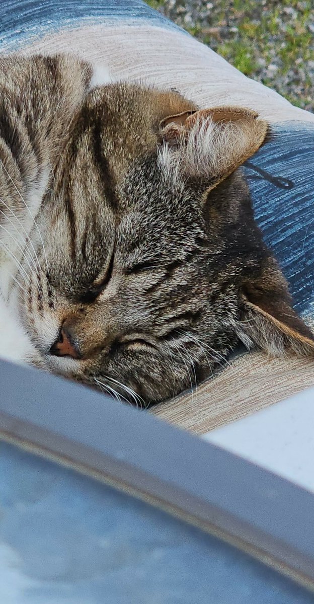 GaymerJimmyJ's tweet photo. Look at this sweet boy https://t.co/JPg11taL3y