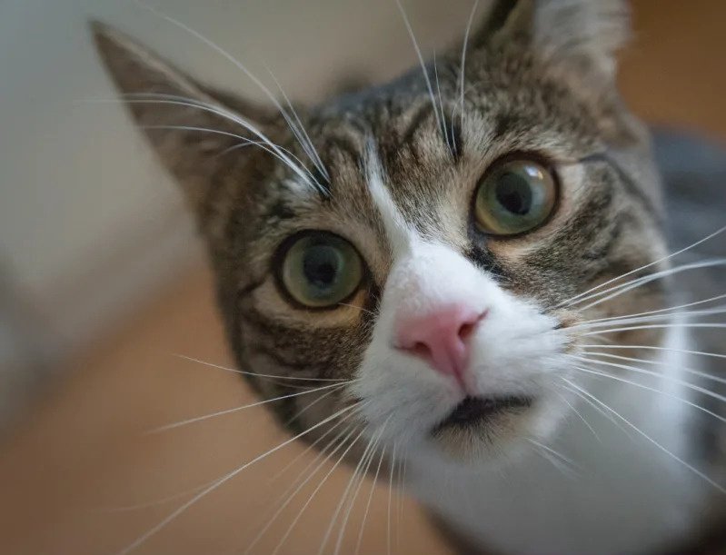 ogmiisee's tweet photo. Watching those fading @ASCIIcats_ https://t.co/qUWceuvKYF