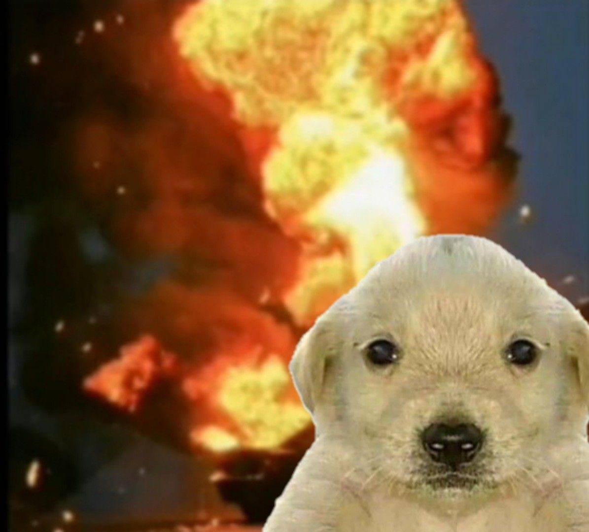 JotchuaTheMeme's tweet photo. @artsch00lreject they are rotating into the next billion dollar dog https://t.co/HKgWmHbeOp