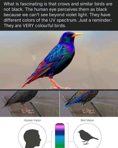 TmlFlaumaKnight's tweet photo. @moony_button *crow
Ill use crow for that 😅😆 https://t.co/FcEdKko5nG