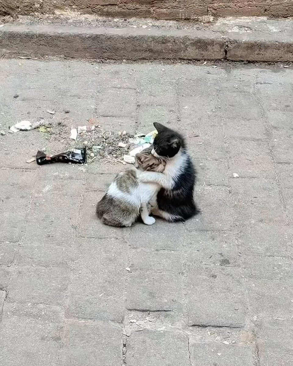 Catsillyness tweet picture