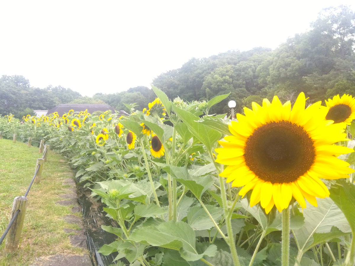 ひまわり #向日葵 #Sunflower