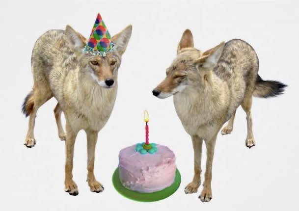 HeyLookACoyote's tweet photo. @RivetCoyote !!! 🎉 🎂 https://t.co/qwPPKy7iuM
