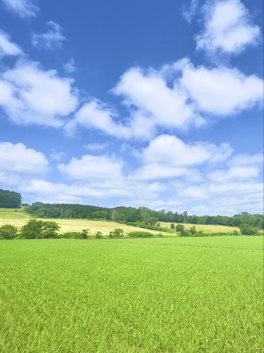 o13840's tweet photo. 青空に優しい雲

そして豊かな緑…。

北の大地…癒しの詰め合わせ🎁✨ https://t.co/hqujLcJDnE