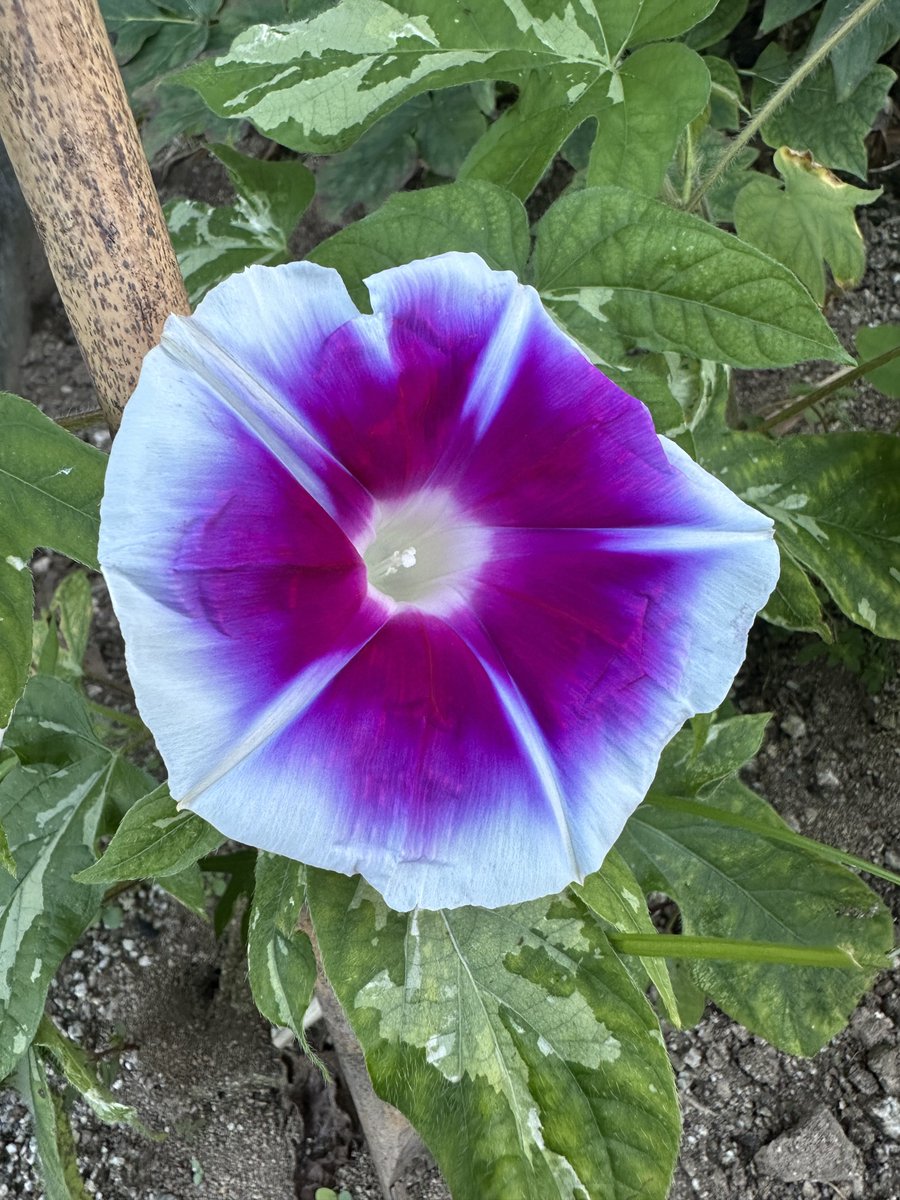 Rikusan7's tweet photo. 今日の花　朝顔
我が家にも、咲きました。 https://t.co/wn4vA7EDBH