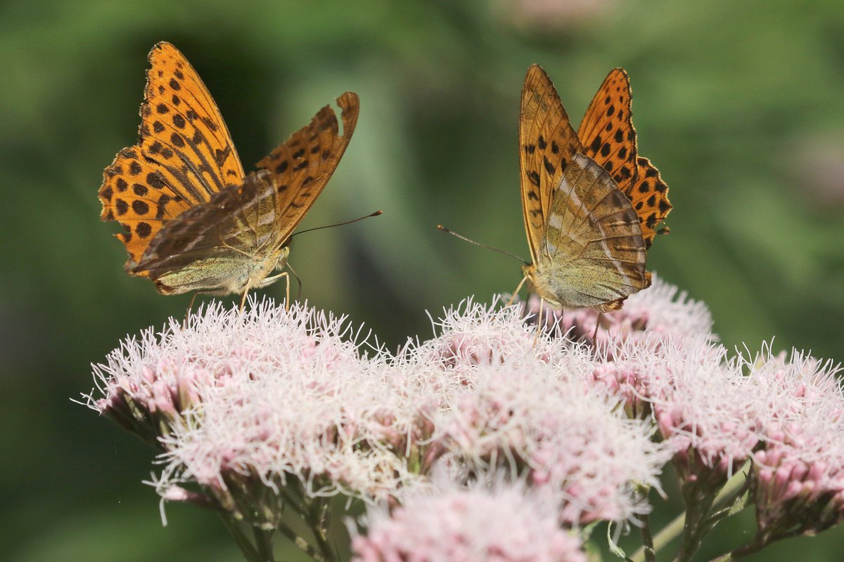lochdon's tweet photo. 2 Silver Washed Fritillaries this time on the road from Hawnby to Hemsley this afternoon.  Then a Little Owl on the road from Sexhow to Hutton Rudby on the way home. @teesbirds1 @nybirdnews https://t.co/6c5EDKg20d