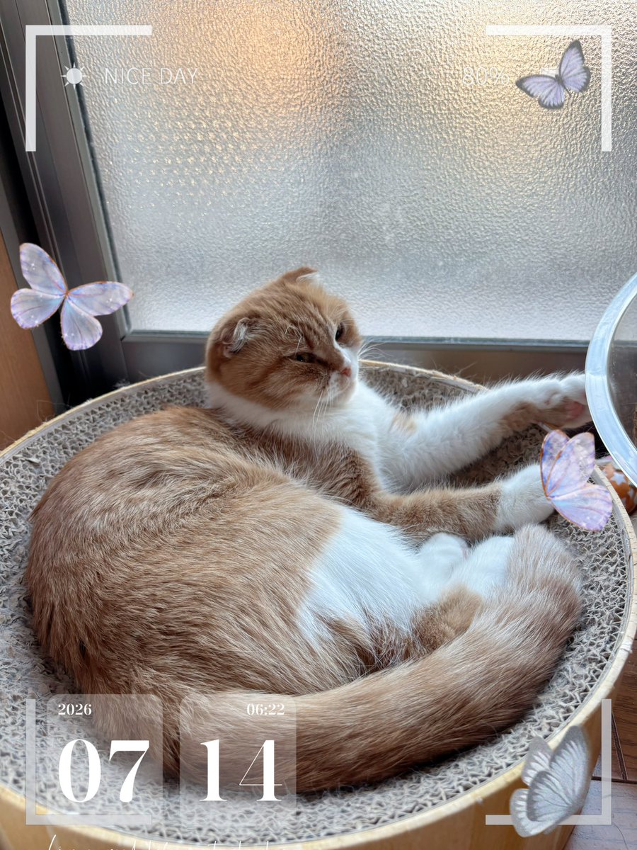 miitan_tomako's tweet photo. 7月14日 火曜✨
٩(„❛ ֊ ❛„)*おはよ*🌸
良い一日になります様に🥰
今日もﾅｶﾖｼ(๑ơ ₃ ơ)人(ㆁωㆁ*)ﾖﾛｼｸ️🐾

今日も猛烈に暑い一日になりそう🥵
🔆_ (՞⌓°꒷꒦⎞｣∠_💦
皆様、熱中症＆脱水に
お気をつけて😭

ラテ🐈も
暑さに(lll′-｀lll)グッタリ‥‥

#猫好きさんと繋がりたい https://t.co/Qsm4pDios7