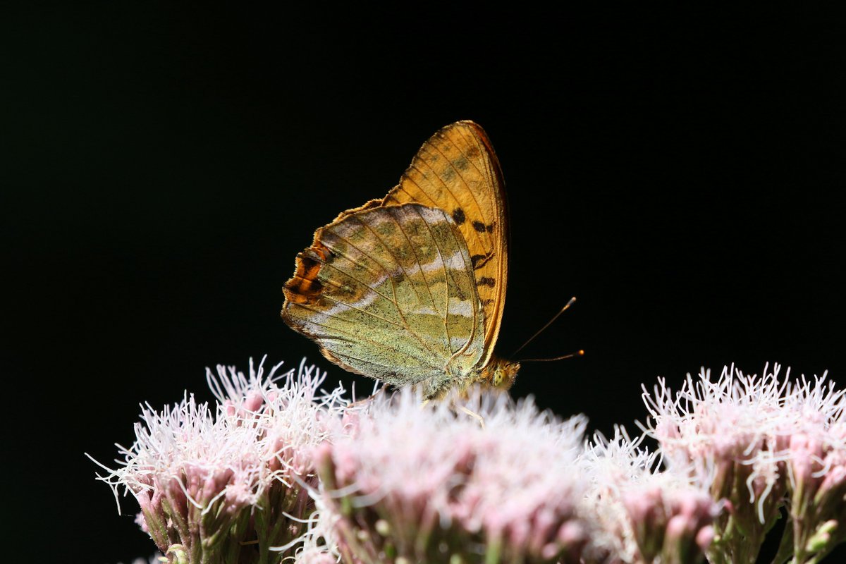 lochdon's tweet photo. 2 Silver Washed Fritillaries this time on the road from Hawnby to Hemsley this afternoon.  Then a Little Owl on the road from Sexhow to Hutton Rudby on the way home. @teesbirds1 @nybirdnews https://t.co/6c5EDKg20d