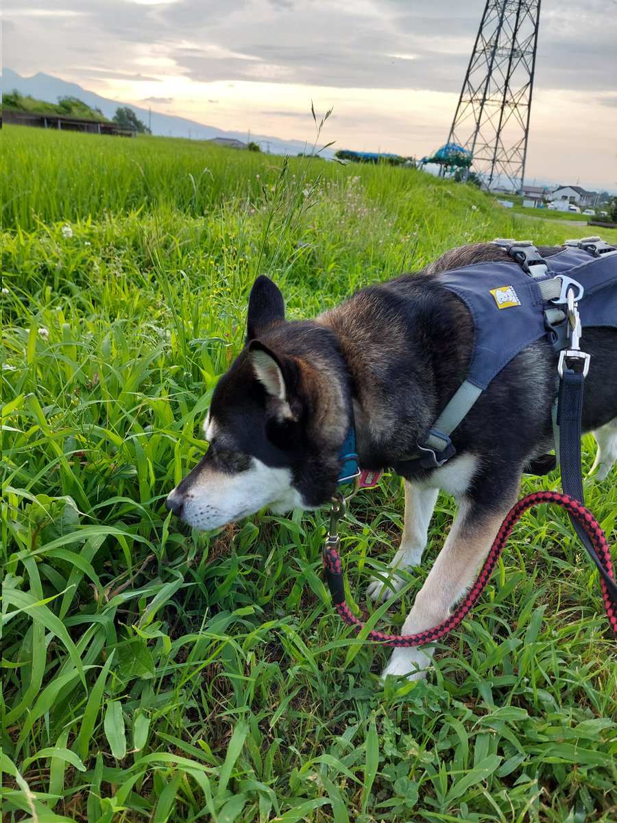 sorane113's tweet photo. 写真撮るんじゃねぇよ
って感じか？
目つき悪いぞ😅
#雑種犬 https://t.co/Ys0xw9io6E