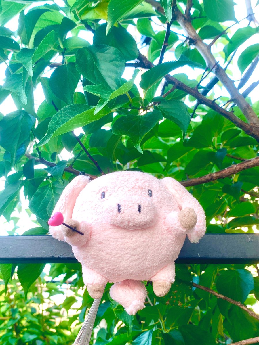 Linda_Solo_Jota's tweet photo. おはよーございまブー！
今朝はくもり☁️これから暑くなりそうでブねー๑
今日もがんばって活きましょうブー！
💖(U'🐽'U)ノ✨ﾗﾌﾞ&amp;ﾋﾟｰｽ

#うさぶた 
#ぬい撮り #ぬいぐるみ好きさんと繋がりたい https://t.co/bidgKcHXWr