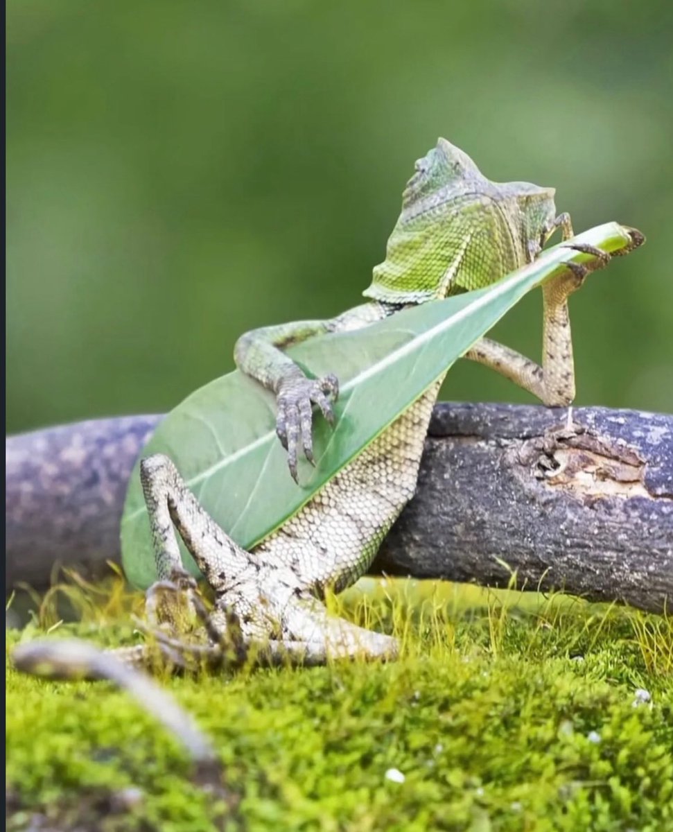 AnimalZoneikum's tweet photo. photographer caught a forest dragon lizard holding a leaf like he was playing the guitar. Hehehehe https://t.co/LDIWmjpW5Z