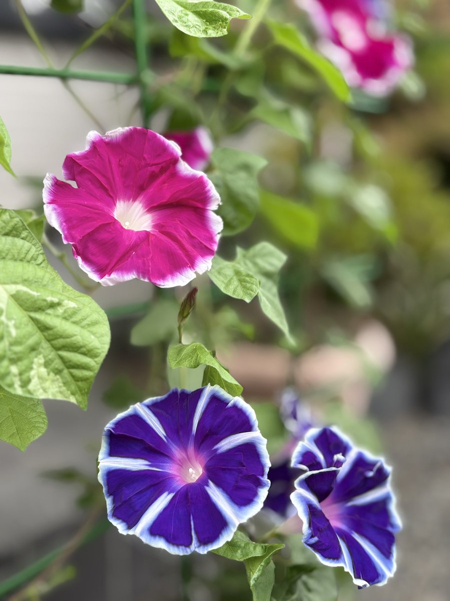 soyokaze244K's tweet photo. #私の_世界に一つだけの花 #SMAP
今日はこちらも34℃予想と高くなってます  お天気も快晴予報☀︎*.｡
しっかり水分補給しないと危なくなって来ました 
家事中は首掛けの扇風機が欠かせないです

朝顔が沢山咲くようになってきました𓂃 𓈒𓏸𑁍
 #新しい地図 https://t.co/9szK0yRiwU