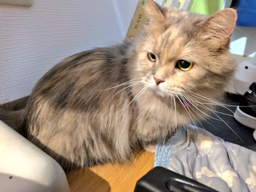 おはようゆずず🍊🌞 約3頭身に見える、リアルにとんちゃん眉なゆずず
