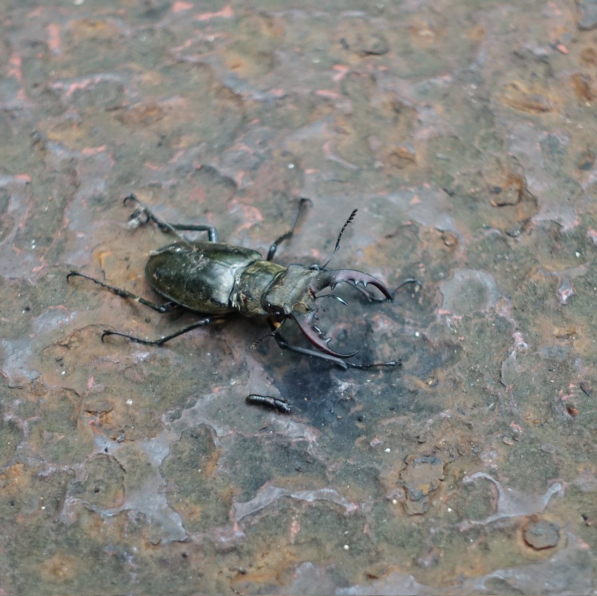 noir_963's tweet photo. 今シーズン初のミヤマクワガタニキとカブトムシのメスさんですよ……✨️
#昆虫写真
#カブトムシとクワガタ https://t.co/cIkiZHSgGQ