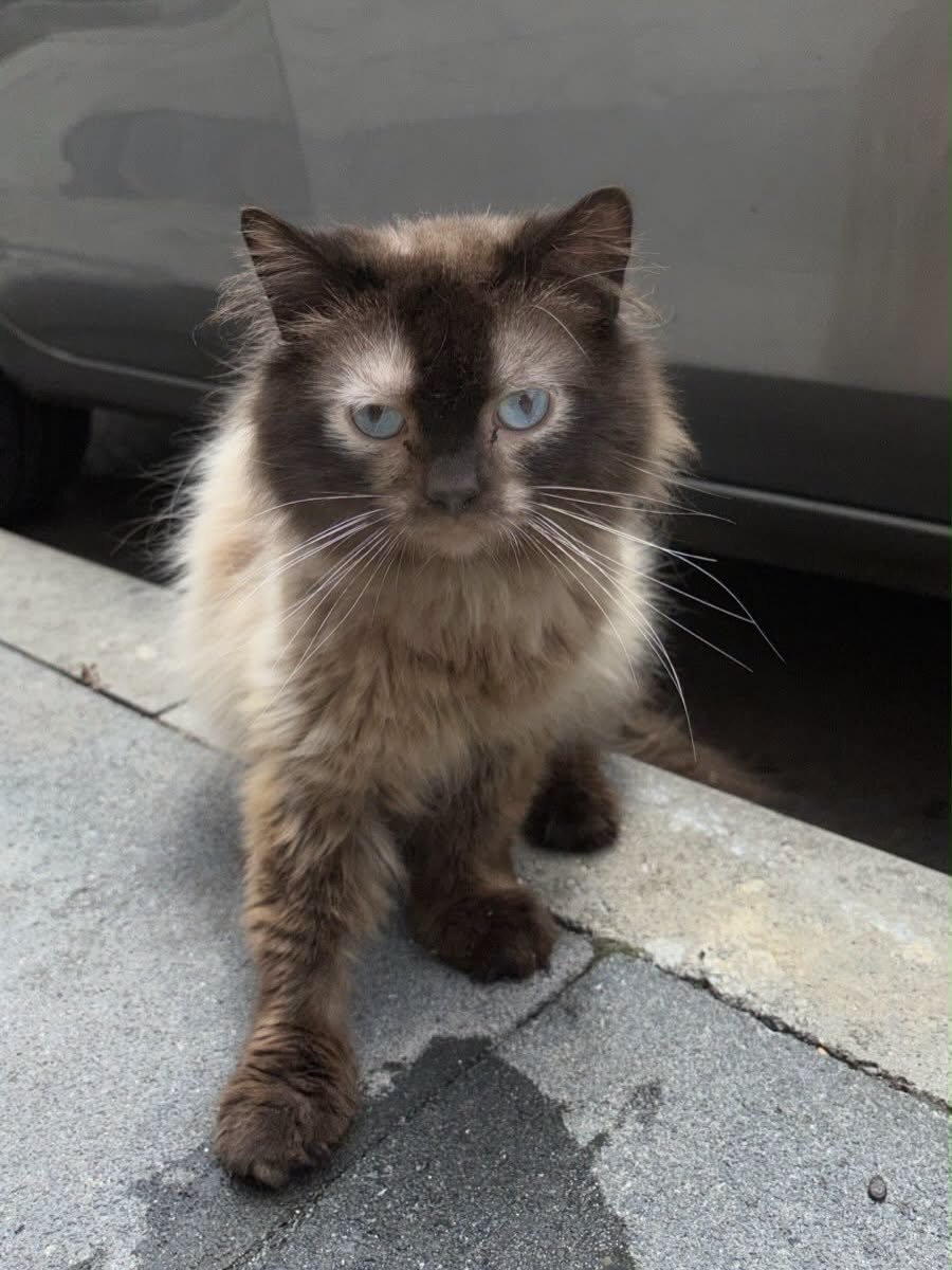 zllktlr's tweet photo. "Konaklarda görüldü , kaybı olan yada bu kedi hakkında bilgisi olan var  mı ?
İletişim :0532 519 06 68 Trabzon  https://t.co/F1QZdwRYRY https://t.co/kR01pFTeuq