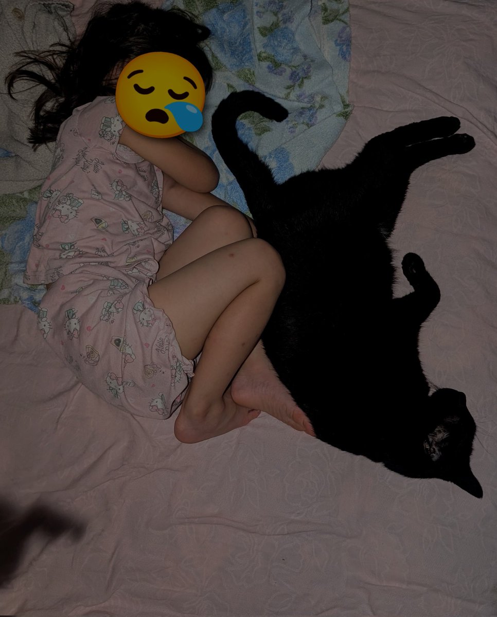 konekowohirotta's tweet photo. 3008日目。
黒猫のお気に入りの座布団を出したら、吸い込まれるように座布団へ吸い込まれていった黒猫。このままこちらの就寝時まで、ソファーで気持ちよく待っててくれるかな？と思ったが、5歳妹が寝室へ寝に行くと颯爽とついていき結局気持ちよくくっついて寝ていた https://t.co/QQXgn6VAZN