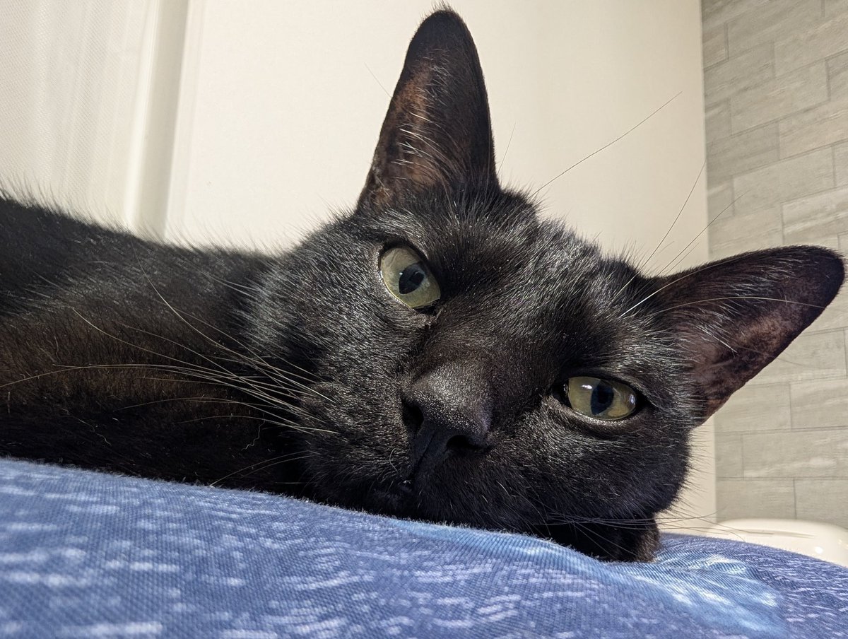 konekowohirotta's tweet photo. 3008日目。
黒猫のお気に入りの座布団を出したら、吸い込まれるように座布団へ吸い込まれていった黒猫。このままこちらの就寝時まで、ソファーで気持ちよく待っててくれるかな？と思ったが、5歳妹が寝室へ寝に行くと颯爽とついていき結局気持ちよくくっついて寝ていた https://t.co/QQXgn6VAZN